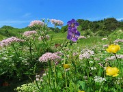 26 Geranium phaeum (Geranio stellato) tra altri fiori sul sent. 219